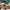 Thumbnail for Sangu Mandanna set (Afterlight Exclusive) endpaper art image